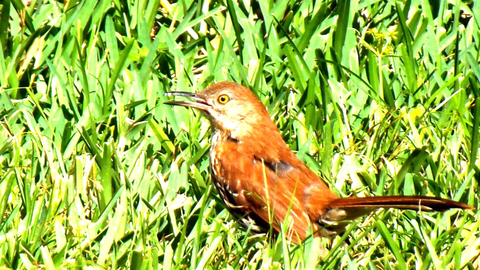 Wildlife Moment Jan 31 brown thrasher tail